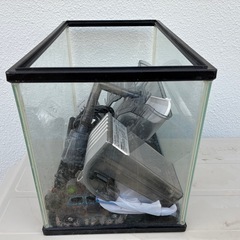 アクアリウム水槽む30センチの画像