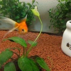 GEX、濾過一番サンド(水槽用の砂利)の画像