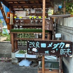 めだか無人販売
の画像