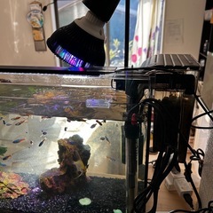 相手が決まってますの画像