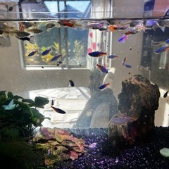 相手が決まってますの画像