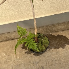 観葉植物　ドルセラ　鉢付きの画像