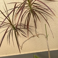 観葉植物　ドルセラ　鉢付きの画像
