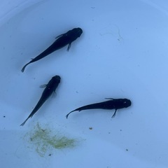 黒いメダカ10匹プラスαの画像