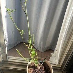 バラ大苗 鉢入り（ガブリエル）の画像