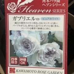 バラ大苗 鉢入り（ガブリエル）の画像