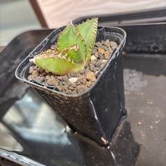 アガベ　ネームド札落ちの画像