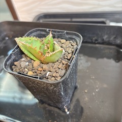 アガベ　ネームド札落ちの画像