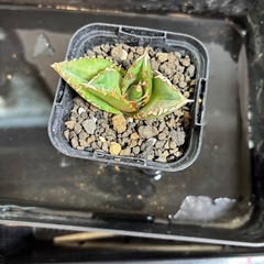 アガベ　ネームド札落ちの画像