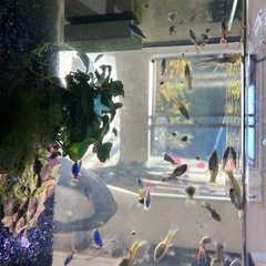 相手が決まってますの画像