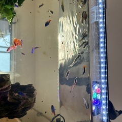 相手が決まってますの画像