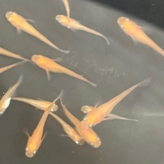 紅帝楊貴妃メダカ10匹の画像