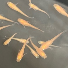 紅帝楊貴妃メダカ10匹の画像