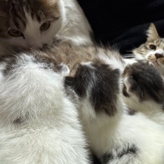 元気な仔猫をもらってくれませんか