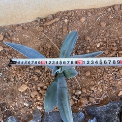 アガベ　アメリカーナ　アオノリュウゼツラン　ドライガーデン　ロックガーデンの画像