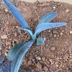 アガベ　アメリカーナ　アオノリュウゼツラン　ドライガーデン　ロックガーデンの画像