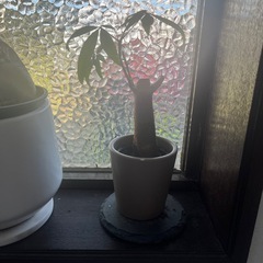 観葉植物　3点セット　あげます！の画像