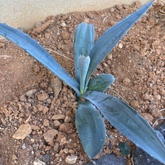 アガベ　アメリカーナ　アオノリュウゼツラン　ドライガーデン　ロックガーデンの画像