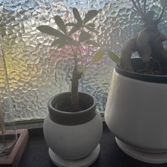 観葉植物　3点セット　あげます！の画像