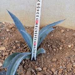 アガベ　アメリカーナ　アオノリュウゼツラン　ドライガーデン　ロックガーデンの画像
