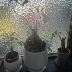 観葉植物　3点セット　あげます！の画像