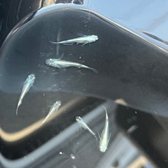 幹之メダカ10匹の画像