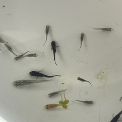 メダカMIX20匹の画像