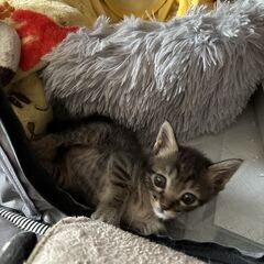 生後2ヶ月くらいのキジトラの男の子