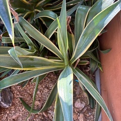 アガベ　ベネズエラ　ドライガーデン　ロックガーデンの画像