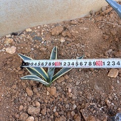 アガベ　アメリカーナ　バリエカータ　斑入りの画像