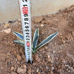 アガベ　アメリカーナ　バリエカータ　斑入りの画像