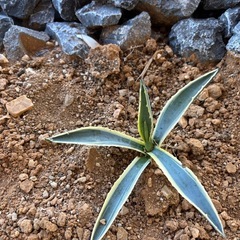 アガベ　アメリカーナ　バリエカータ　斑入りの画像