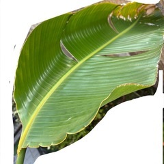 　大型観葉植物　オーガスタの画像