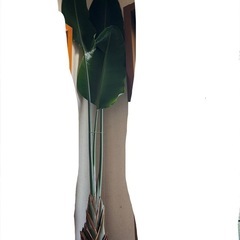 　大型観葉植物　オーガスタの画像