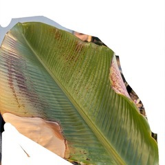 　大型観葉植物　オーガスタの画像