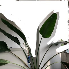 　大型観葉植物　オーガスタの画像