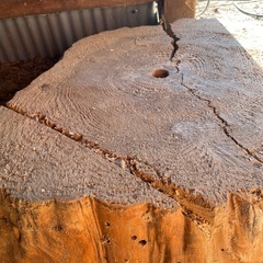 切り株　大きめ　木材　の画像