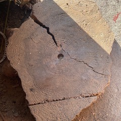切り株　大きめ　木材　の画像