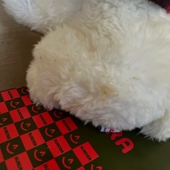 クリスマス帽子かぶった動く犬の画像