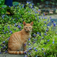 生後1年？位？の茶トラの男の子