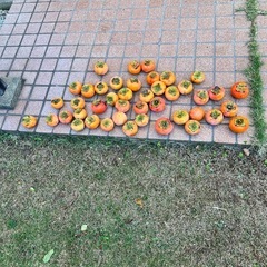 柿です。の画像