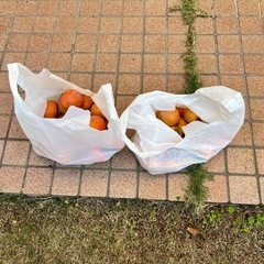 柿です。の画像