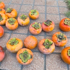 柿です。の画像