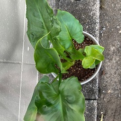 カラー（ノーマル）　葉姿が美しい観葉植物として楽しむ株の画像