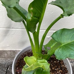 カラー（ノーマル）　葉姿が美しい観葉植物として楽しむ株の画像