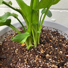 カラー（ノーマル）　葉姿が美しい観葉植物として楽しむ株の画像