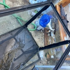 35センチ水槽4個の画像