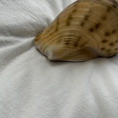 電池式ホラ貝ルームランプ　ライト　南国インテリアの画像