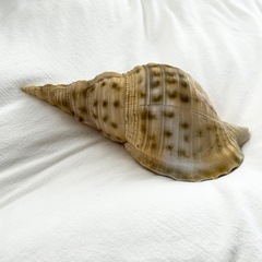 電池式ホラ貝ルームランプ　ライト　南国インテリアの画像