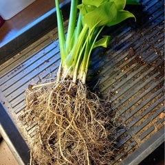 カラー（ノーマル）　葉姿が美しい観葉植物として楽しむ株の画像